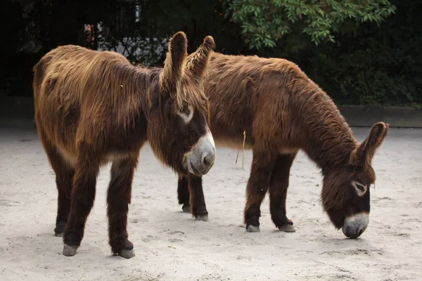 Poitou donkey (Equus asinus asinus) — Stockfoto