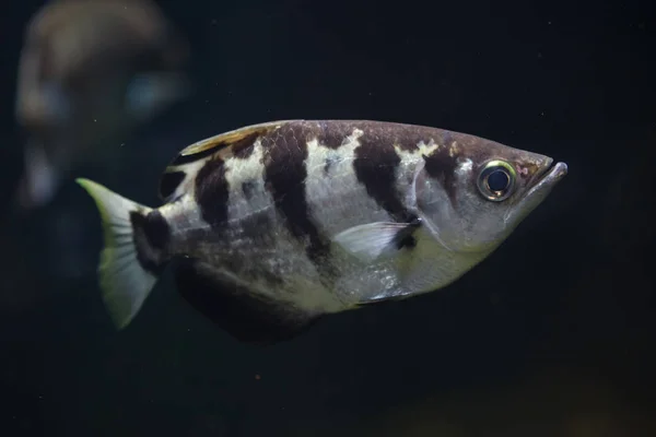 Şeritli okçu balığı (toxotes jaculatrix) — Stok fotoğraf