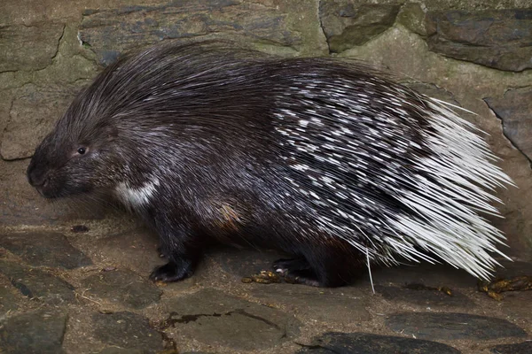 Jeżozwierz indyjski (Hystrix indica) — Zdjęcie stockowe