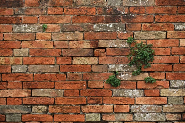 Vieja pared de ladrillo. Textura de fondo . —  Fotos de Stock