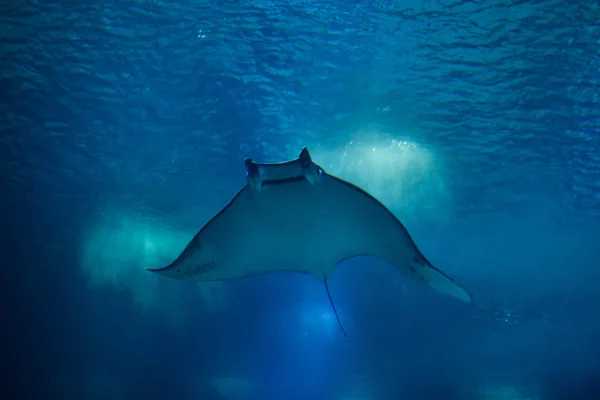 Diabo peixes (Mobula mobular ) — Fotografia de Stock