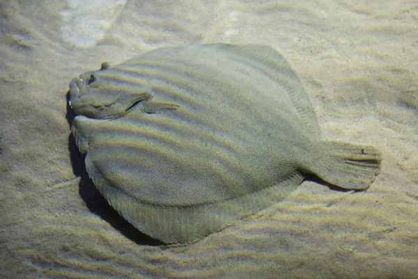 Brill (Scophthalmus rhombus). — Fotografia de Stock