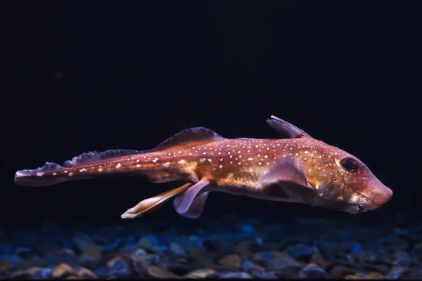 斑点を付けられた ratfish (Hydrolagus colliei). — ストック写真