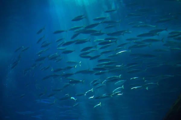 Atlantická tloušť makrela obecná (Scomber colias). — Stock fotografie