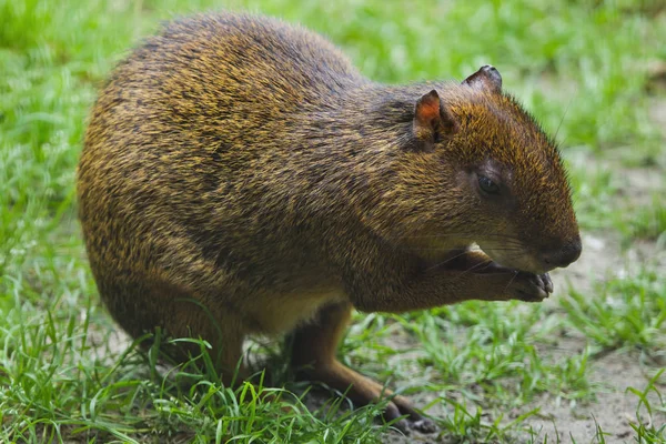 Agouti Amerika Tengah (Dasyprocta punctata ). — Stok Foto