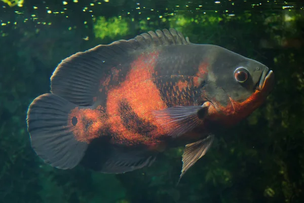 오스카 물고기 (Astronotus ocellatus). — 스톡 사진