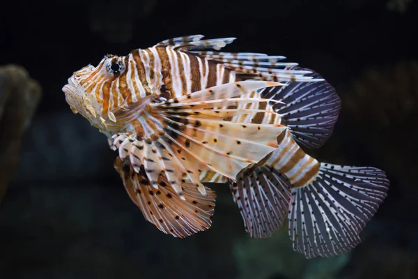 Κόκκινο lionfish (Pterois volitans). — Φωτογραφία Αρχείου