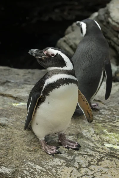 Magellanic penguin (Spheniscus magellanicus). — Stock Photo, Image