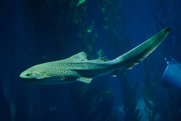 シマウマのサメ (Stegostoma fasciatum). — ストック写真