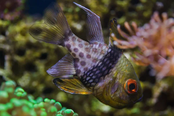 Pajama cardinalfish (Sphaeramia nematoptera)