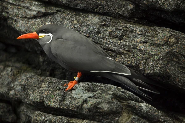 Tern inca (Larosterna inca ). — Fotografia de Stock