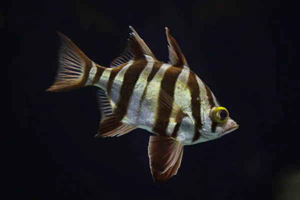 Vieja esposa (Enoplosus armatus ). — Foto de Stock