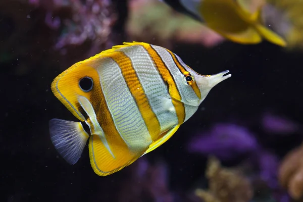 Pez mariposa de copo (Chelmon rostratus ). —  Fotos de Stock