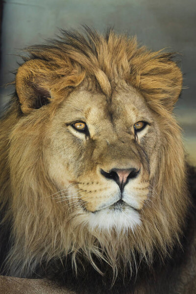 Lion (Panthera leo). 