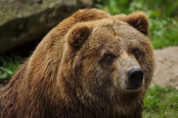 Grizzly continental (Ursus arctos horribilis ). — Foto de Stock