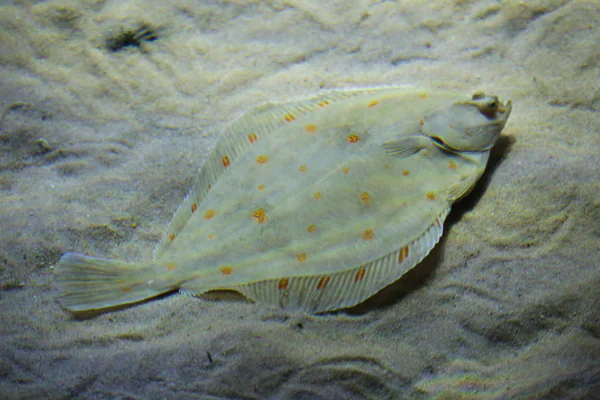 European plaice (Pleuronectes platessa) — Stock Photo, Image