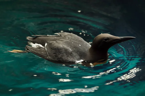 Grote murre (Uria aalge)) — Stockfoto