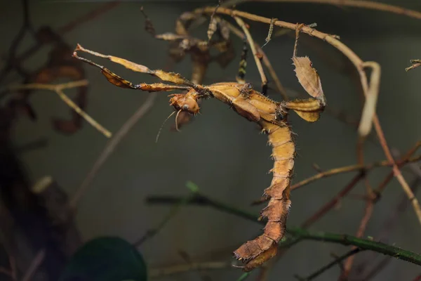 巨大なとげのあるナナフシ (Extatosoma tiaratum) — ストック写真