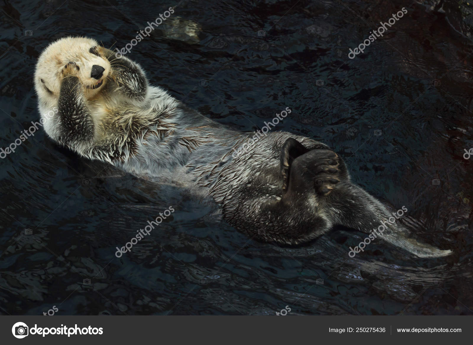 海獭(Enhydra lutris)) ——图库图片© wrangel #250275436, image size:1600x1167
