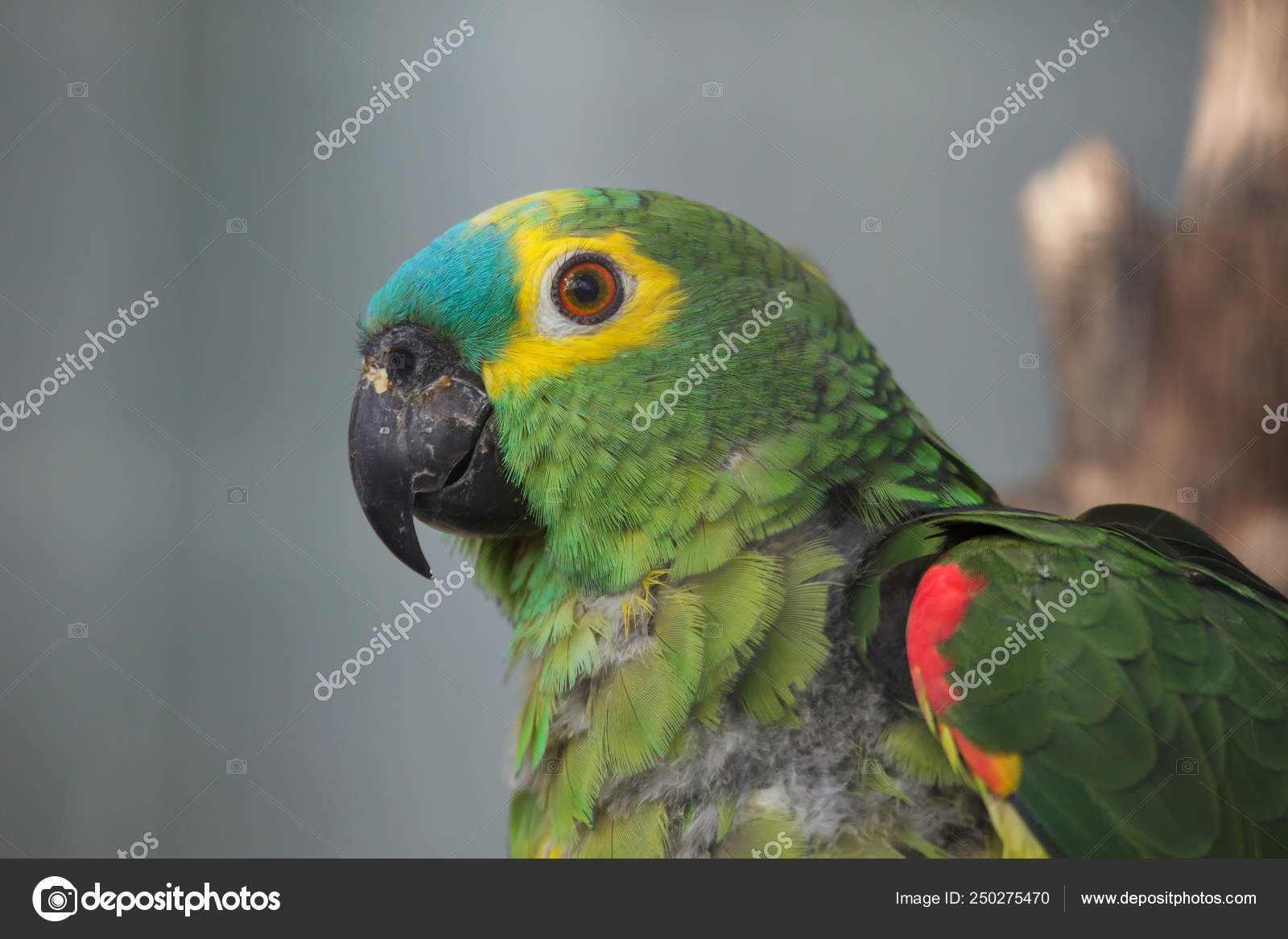 Blue Fronted Amazon Parrot