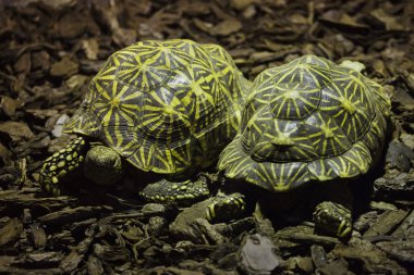 Indian star tortoise (Geochelone elegans). clipart