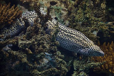 Laced moray (Gymnothorax favagineus) clipart