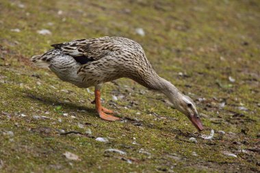 Yerli ördek (Anas platyrhynchos domesticus). 