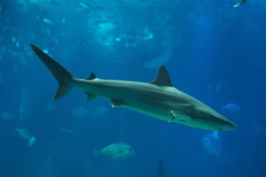 Kum köpekbalığı (Carcharhinus plumbeus)