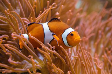 Ocellaris palyaço balığı (Amphiprion ocellaris)