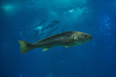 (Argyrosomus regius yetersiz)