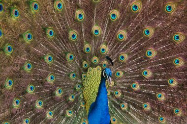 Hint Tavuskuşu (Pavo Kristali)