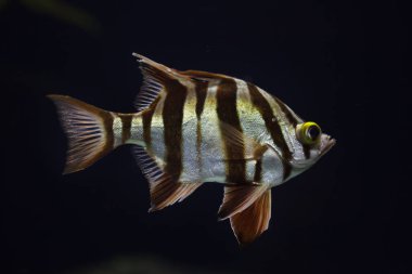 Eski karısı (Enoplosus armatus). 