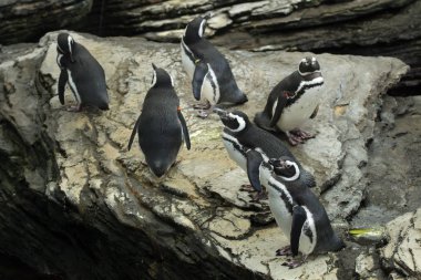 Macellan pengueni (Spheniscus magellanicus). 