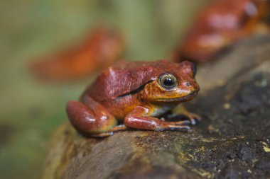 Domates Kurbağa (Dyscophus guineti)