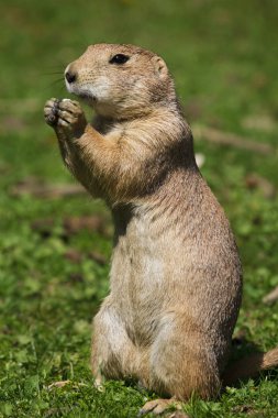 Siyah kuyruklu çayır köpeği (Cynomys ludovicianus)