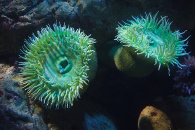 Dev yeşil anemon (Anthopleura xanthogrammica). 