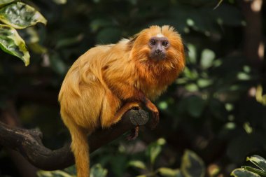 Altın Aslan pembe maymun (leontopithecus rosalia)