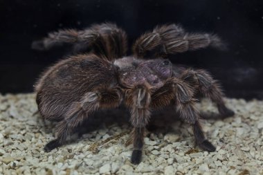 Şili Rose Tarantula (Grammostola Rosea)