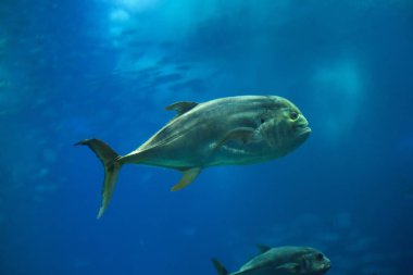 Crevalle jack (Caranx suaygırları)