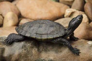Florida kırmızı karınlı cooter (Pseudemys nelsoni)