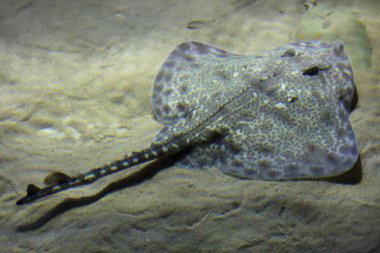 Benekli ray (Raja montagui). 