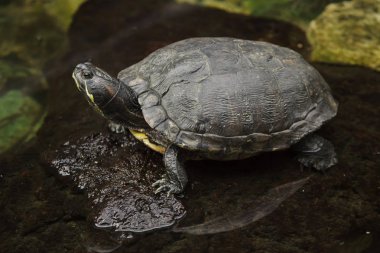 kırmızı kulaklı kaydırıcı (Trachemys betiği elegans)