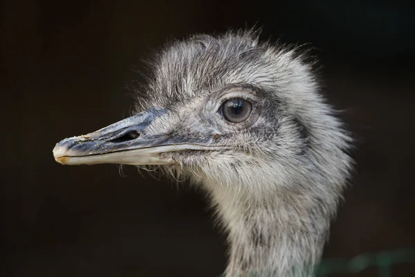 Maior Rhea (rhea americana ) — Fotografia de Stock