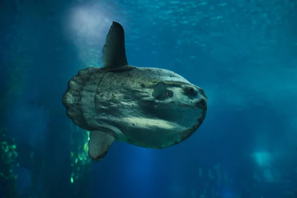 Pez luna del océano (Mola mola ) — Foto de Stock