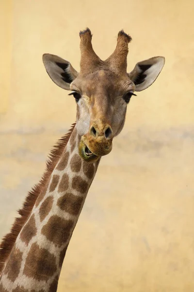 Angolská žirafa (Giraffa souhvězdí žirafy angolensis) — Stock fotografie