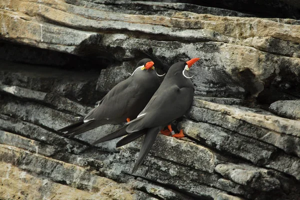 Inca tern (Larosterna inca)). — стокове фото