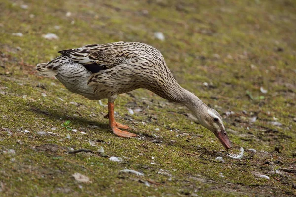 Kachna domácí (Anas platyrhynchos domesticus). — Stock fotografie