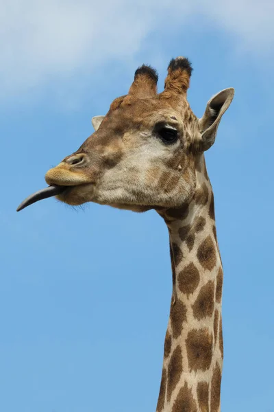 Jirafa angoleña (Giraffa camelopardalis angolensis ) — Foto de Stock