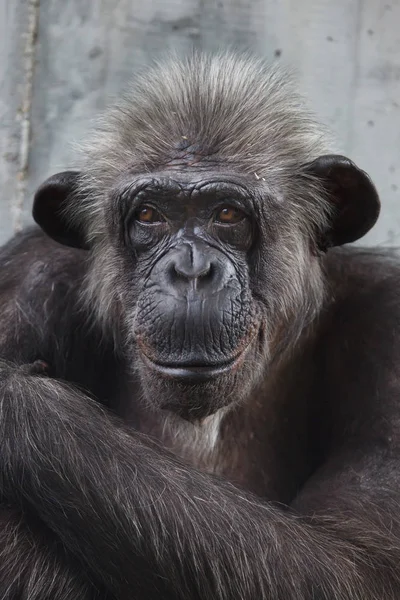 Κοινή χιμπατζή (τρωγλοδυτών) — Φωτογραφία Αρχείου