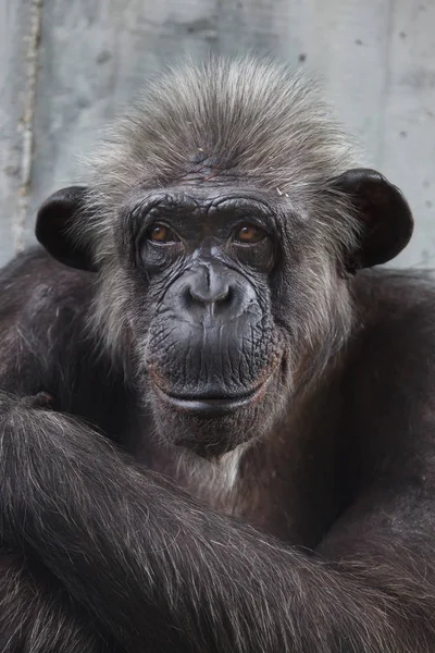 Chimpanzé-comum (Pan troglodytes ) — Fotografia de Stock